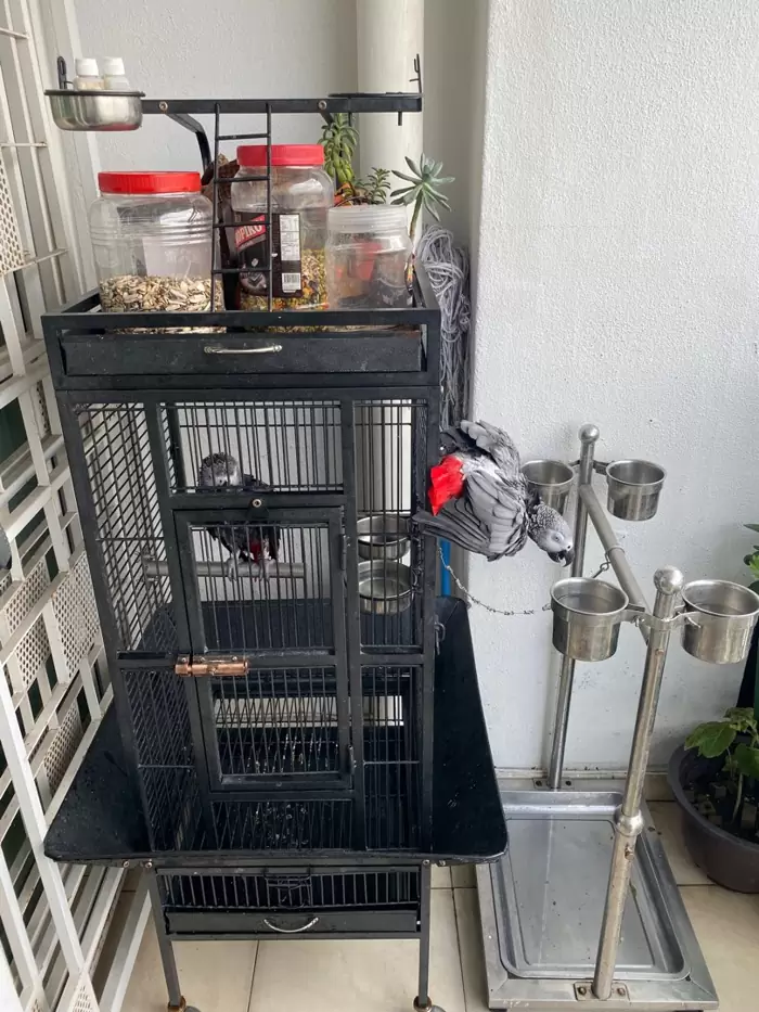 RM500 Parrot cage  & sten for sales